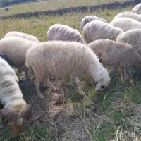 گوسفند شکم دار|حیوانات مزرعه|املش, |دیوار