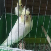 عروس لوتینو مولد تخفیف هم داره