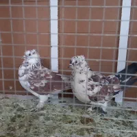 کفتر یه جفت خوب