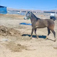 اسب