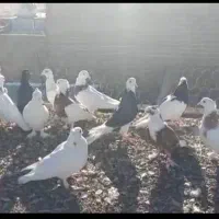 ۱۸عدد کفتر رنگی