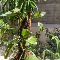 گل اپارتمانی و زینتی|گل و گیاه طبیعی|مراغه, |دیوار