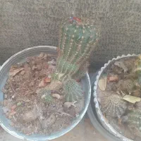 کاکتوس|گل و گیاه طبیعی|شاهرود, |دیوار