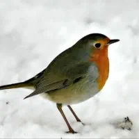 یک خرگوش بایک کبوتربرافروش