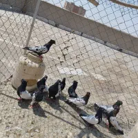 کبوتر