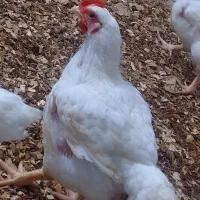 مرغ سبز کیلویی۲۸۰