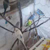 مرغ عشق|پرنده|قزوین, |دیوار