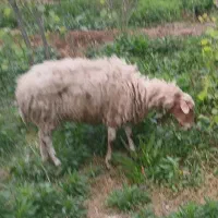 گوسفند