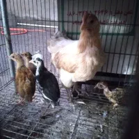مرغ با جوجه