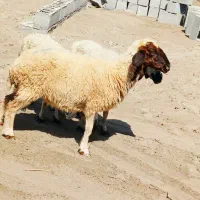 میش جوان مناسب
