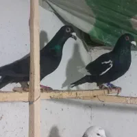 سه تا حیوان نر زربه|حیوانات|بجنورد, |دیوار