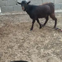 تروشت مورسیا اصل فروشی