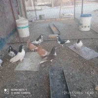 فروش چند عدد شهری نروماده باقیمت عالی|پرنده|حسن آباد, |دیوار