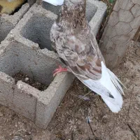کوهی دم سفید