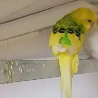 مرغ عشق تخم گذار