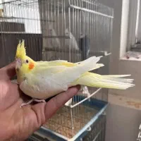 عروس هلندی خاص با کیفیت