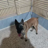 سگ مالینوز|سگ|دزفول, |دیوار