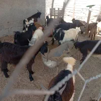 کهره نر، بز
