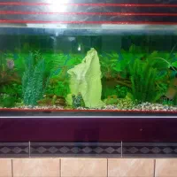 فروش آکواریوم|ماهی|گلپایگان, |دیوار