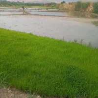 زمین کشاورزی