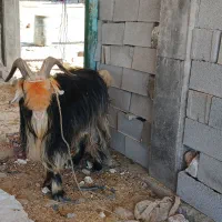 1راس بهده تخمی بر دوم|حیوانات مزرعه|اندیکا, |دیوار