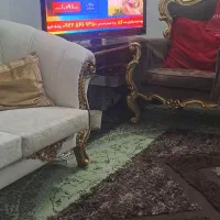استخدام خانوم