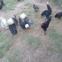 تخم مرغ نطفه دار|حیوانات مزرعه|رفسنجان, |دیوار