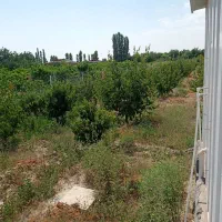 نهال بارده ۵ ساله|خدمات باغبانی و درختکاری|نوشین شهر, |دیوار