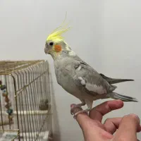 عروس هلندی جفت