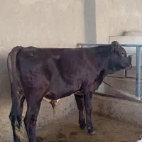 گوساله نر