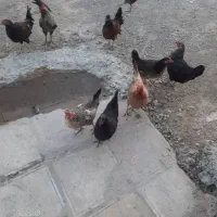 فروش مرغ تخم گذار وخروس سالم