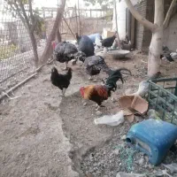 مرغ و خرو و بوقلمون|حیوانات مزرعه|کرج, حسن آباد|دیوار