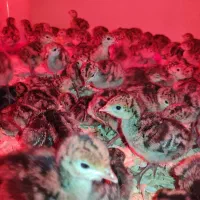 فروش جوجه ۳ روزه بوقلمون برنز|حیوانات مزرعه|نجفآباد, امام خمینی|دیوار