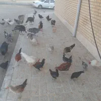 مرغ وبوقلمون|حیوانات مزرعه|صحنه, |دیوار