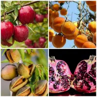 عرضه درخت خرمالو سیب بادام انار