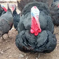 بوقلمون سنگین وزن برنز و زغالی