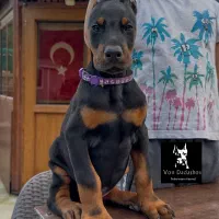 توله دوبرمن حرفه ای با قیمتی استسناءی