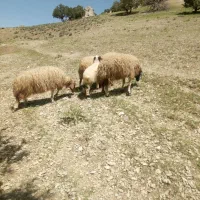 میش و بره