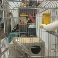 یک جفت عروس هلندی مولد