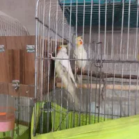 عروس هلندی|پرنده|وحیدیه, |دیوار