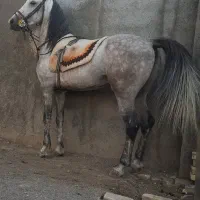 اسب ترکی