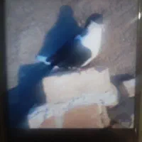 کبوتر‌شماره‌تماس‌گذاشتم‌زنگ‌بزنید‌ پیام‌جواب‌نمید|پرنده|بجنورد, |دیوار