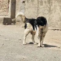 سگ ماده درشت