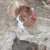 بوقلمون|حیوانات مزرعه|جم, |دیوار