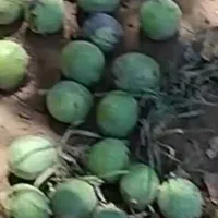 گردوی تازه. پوست سبز. زنجان.