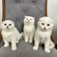 گربه|گربه|مشهد, وکیل‌آباد|دیوار