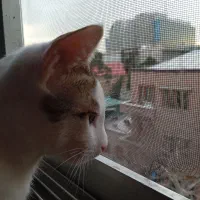 واگذاری گربه نر هشت ماهه