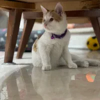 واگذاری رایگان|گربه|تهران, فلسطین (میدان انقلاب)|دیوار