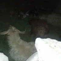 هفت تا کهره چاق شهرستان ریگان|حیوانات مزرعه|بم, |دیوار