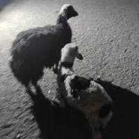 خرمشهر
